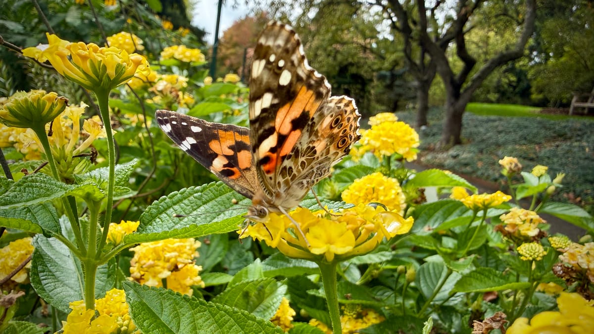 A painted lady butterfly with orange, black, and white wings perches on a cluster of yellow lantana blooms.